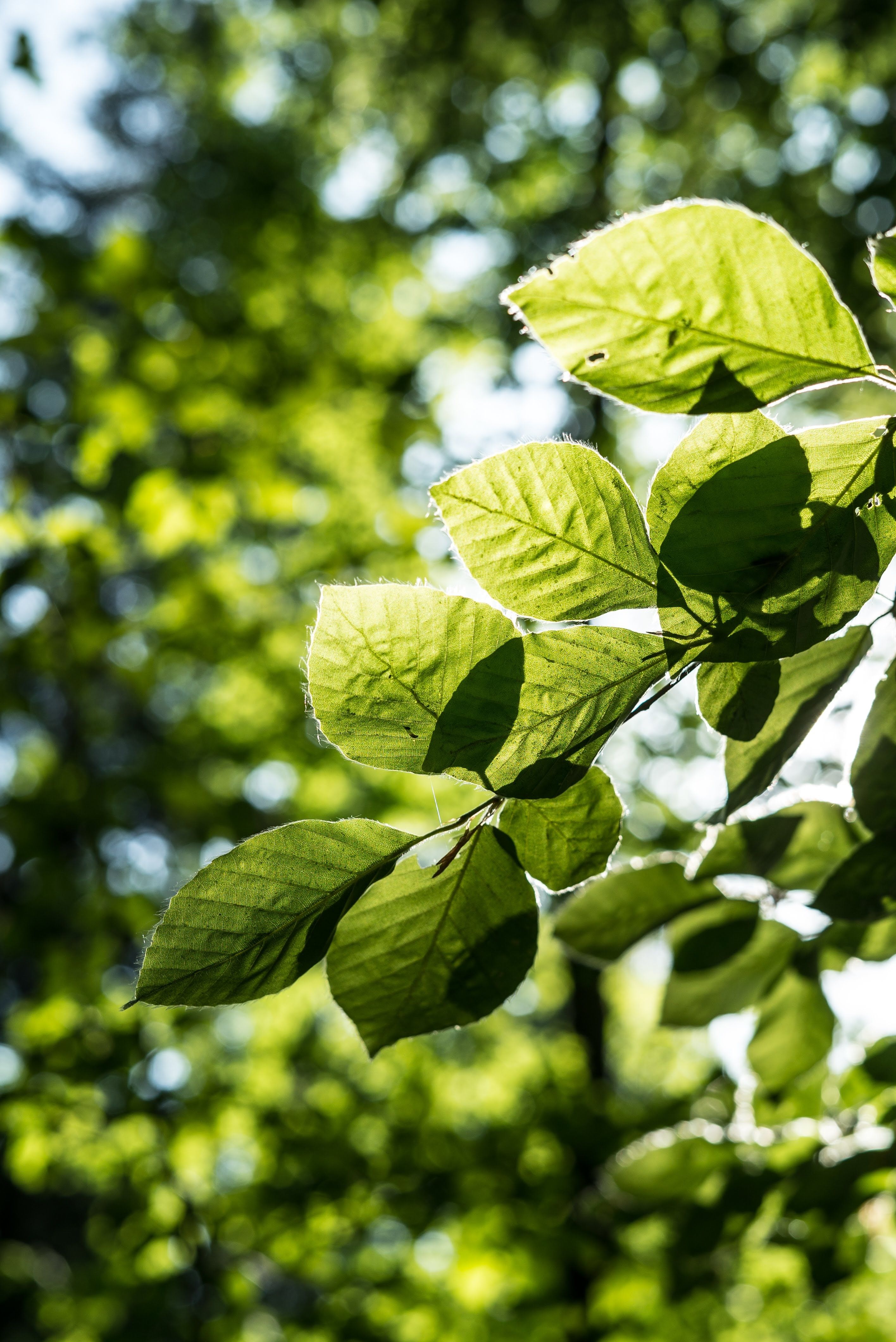 Jabones artesanales hecho en guatemala