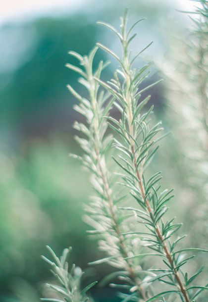 Jabones de Glicerina en Guatemala